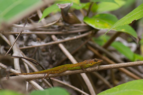 Barbados Anole (Anolis extremus)