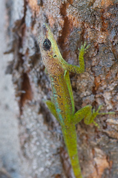 Barbados Anole (Anolis extremus)