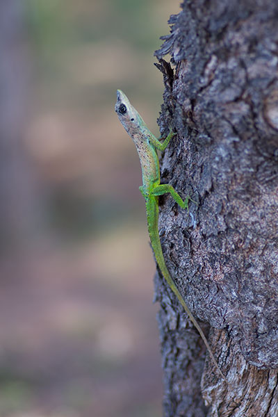 Barbados Anole (Anolis extremus)