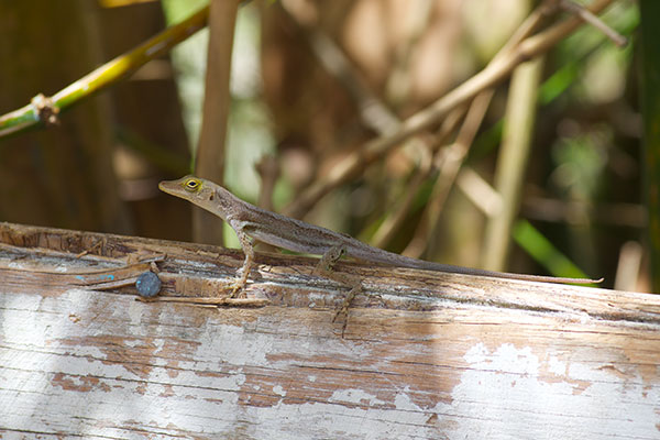 Saint Lucia Anole (Anolis luciae)