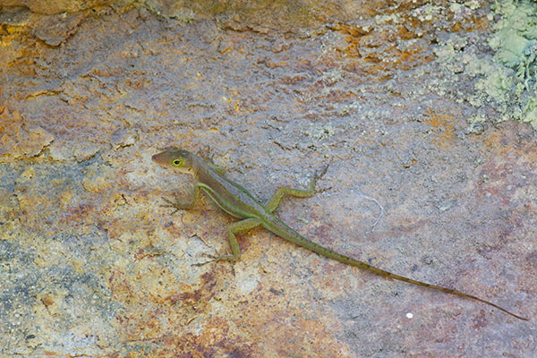 Saint Lucia Anole (Anolis luciae)