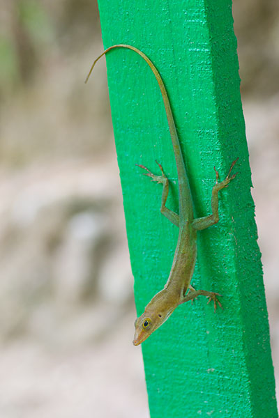 Saint Lucia Anole (Anolis luciae)