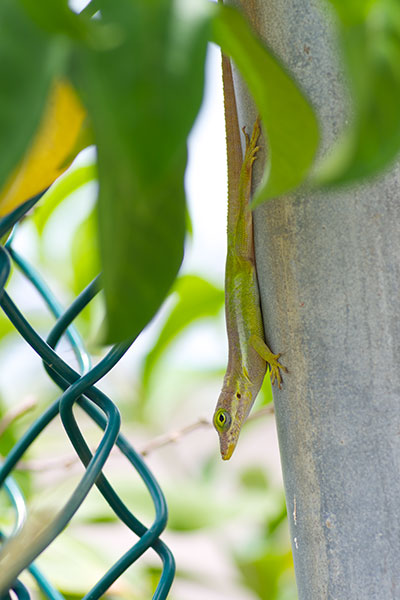 Statia Bank Tree Anole (Anolis bimaculatus)