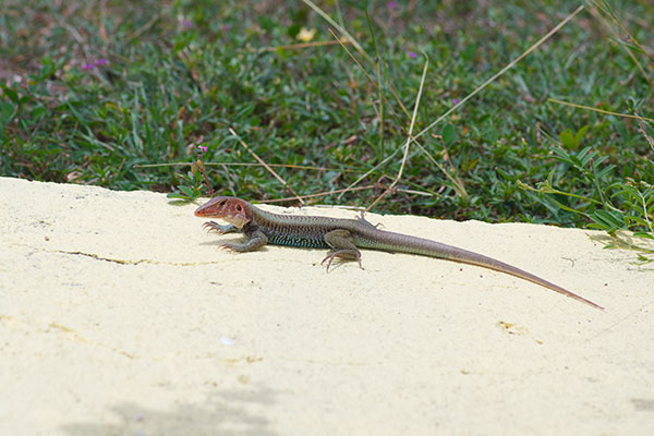 Orange-faced Ameiva (Pholidoscelis erythrocephalus)