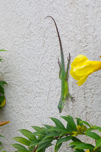 Statia Bank Tree Anole (Anolis bimaculatus)