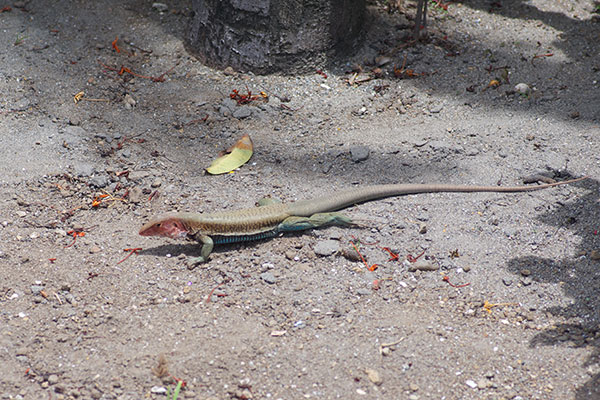 Orange-faced Ameiva (Pholidoscelis erythrocephalus)