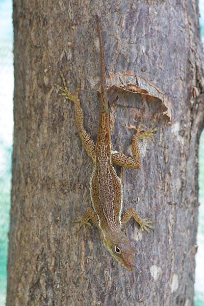 Anguilla Bank Tree Anole (Anolis gingivinus)