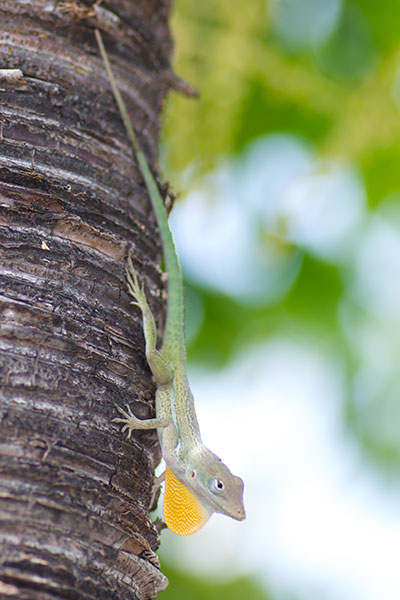 Anguilla Bank Tree Anole (Anolis gingivinus)