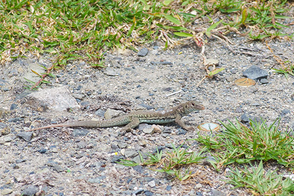 Anguilla Bank Ameiva (Pholidoscelis plei)