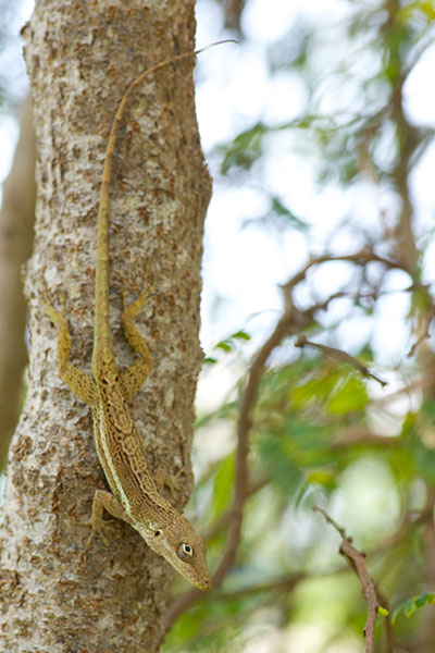 Anguilla Bank Tree Anole (Anolis gingivinus)