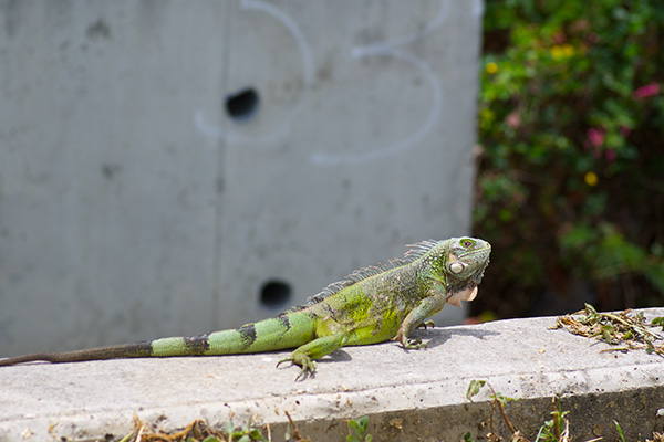 Green Iguana (Iguana iguana)