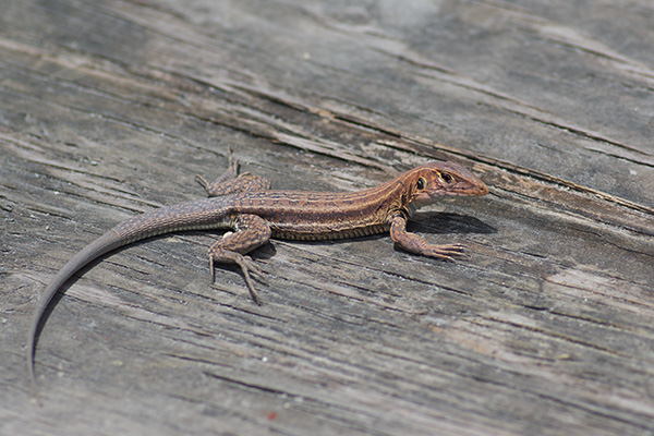 Anguilla Bank Ameiva (Pholidoscelis plei)