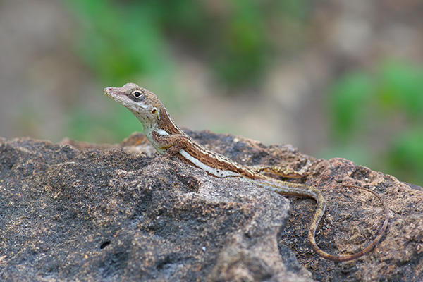 Anguilla Bank Tree Anole (Anolis gingivinus)