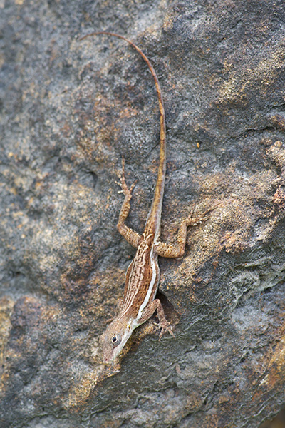 Anguilla Bank Tree Anole (Anolis gingivinus)