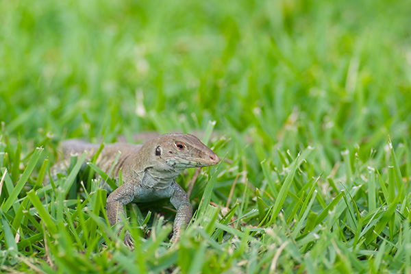 Anguilla Bank Ameiva (Pholidoscelis plei)