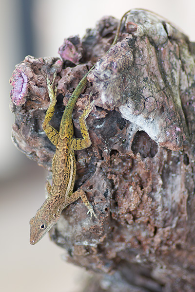 Anguilla Bank Tree Anole (Anolis gingivinus)