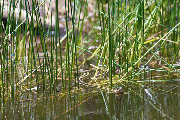 Valley Gartersnake (Thamnophis sirtalis fitchi)