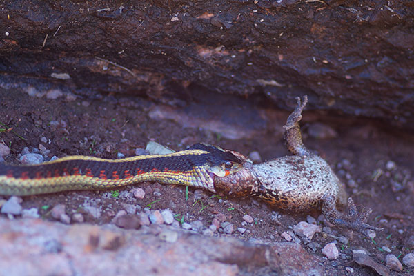 Valley Gartersnake (Thamnophis sirtalis fitchi)