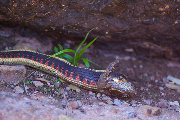 Valley Gartersnake (Thamnophis sirtalis fitchi)