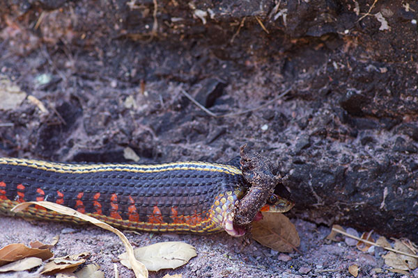 Valley Gartersnake (Thamnophis sirtalis fitchi)