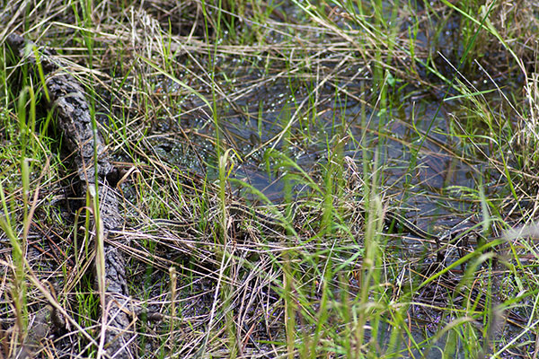 Valley Gartersnake (Thamnophis sirtalis fitchi)