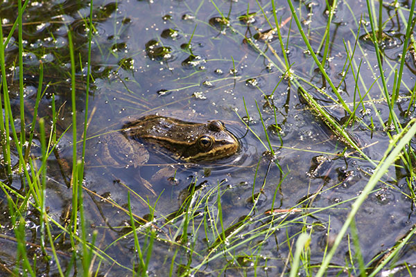 Columbia Spotted Frog (Rana luteiventris)