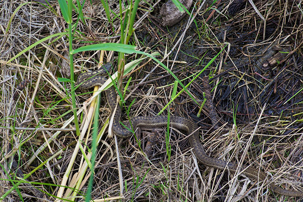 Wandering Gartersnake (Thamnophis elegans vagrans)