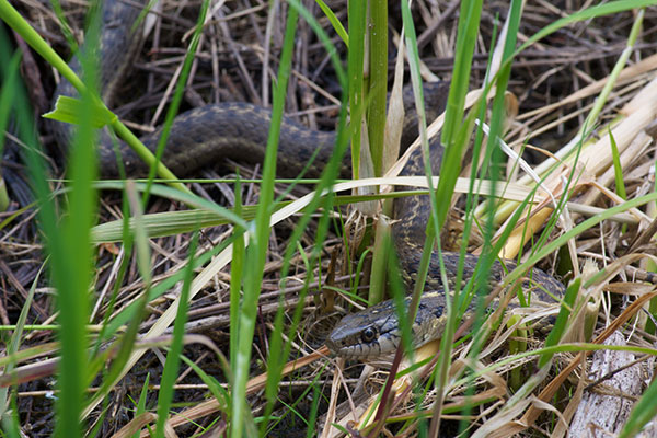 Wandering Gartersnake (Thamnophis elegans vagrans)