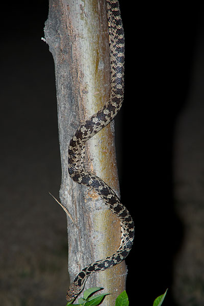 Great Basin Gopher Snake (Pituophis catenifer deserticola)