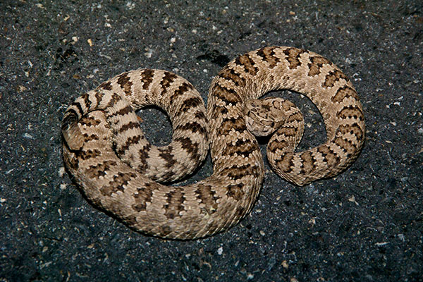 Great Basin Rattlesnake (Crotalus oreganus lutosus)