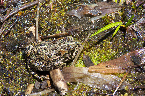 Yosemite Toad (Anaxyrus canorus)