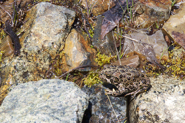 Yosemite Toad (Anaxyrus canorus)