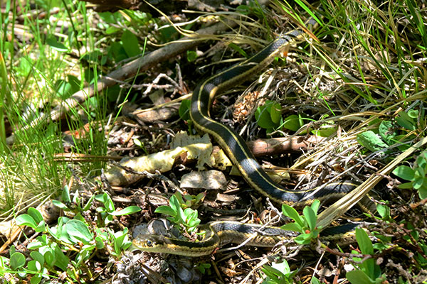 Mountain Gartersnake (Thamnophis elegans elegans)