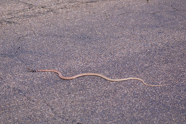 Red Racer (Masticophis flagellum piceus)