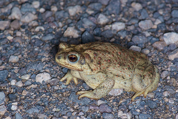 Red-spotted Toad (Anaxyrus punctatus)