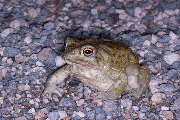 Sonoran Desert Toad (Incilius alvarius)