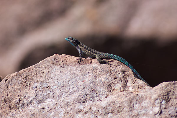 Schott’s Tree Lizard (Urosaurus ornatus schottii)