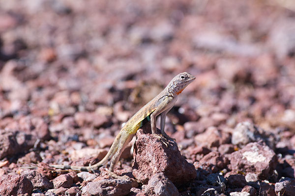 Eastern Zebra-tailed Lizard (Callisaurus draconoides ventralis)