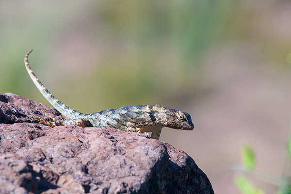 Sonoran Spiny Lizard (Sceloporus clarkii clarkii)