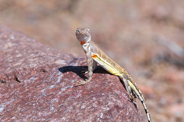 Eastern Zebra-tailed Lizard (Callisaurus draconoides ventralis)