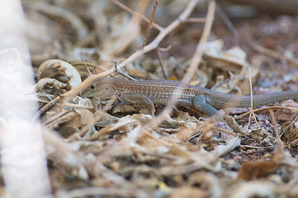 Red-backed Whiptail (Aspidoscelis xanthonota)