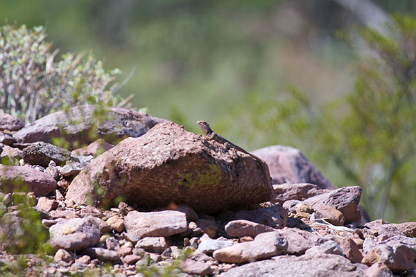 Sonoran Collared Lizard (Crotaphytus nebrius)