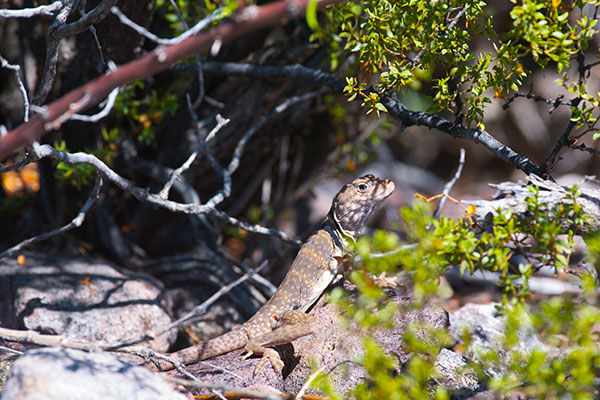 Sonoran Collared Lizard (Crotaphytus nebrius)