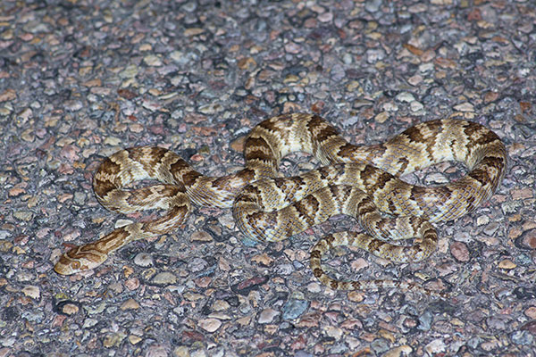 Sonoran Lyresnake (Trimorphodon lambda)