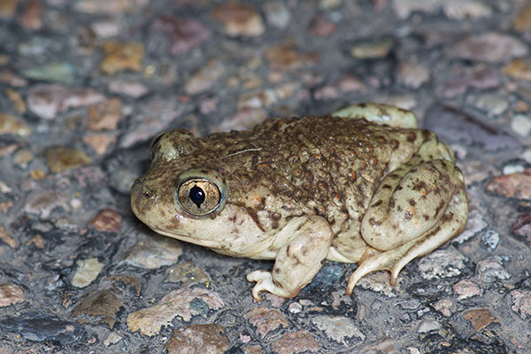 Chihuahuan Desert Spadefoot (Spea multiplicata stagnalis)