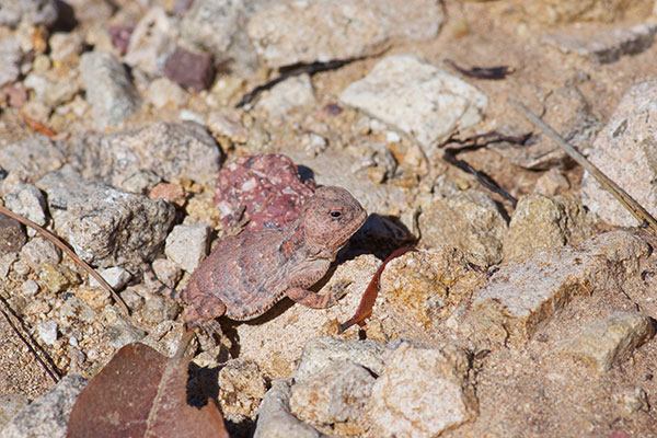 Hernandez’s Short-horned Lizard (Phrynosoma hernandesi hernandesi)