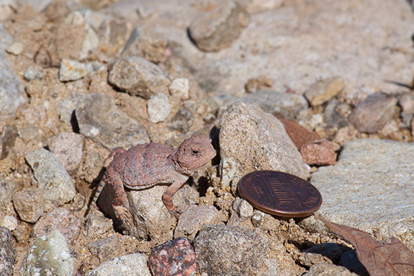 Hernandez’s Short-horned Lizard (Phrynosoma hernandesi hernandesi)