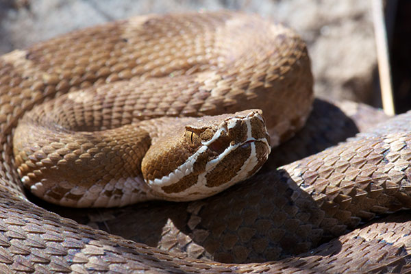 Arizona Ridge-nosed Rattlesnake (Crotalus willardi willardi)