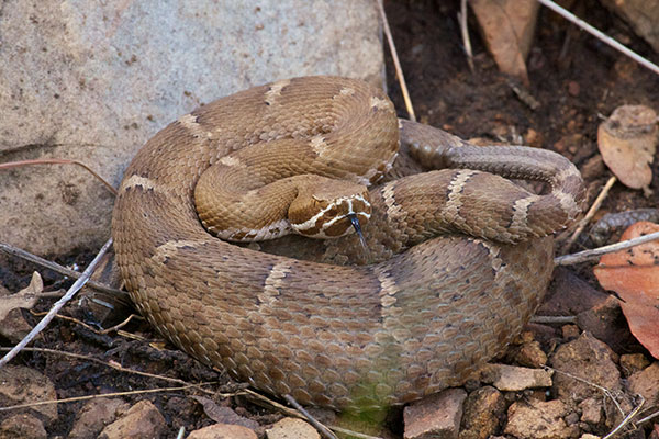 Arizona Ridge-nosed Rattlesnake (Crotalus willardi willardi)