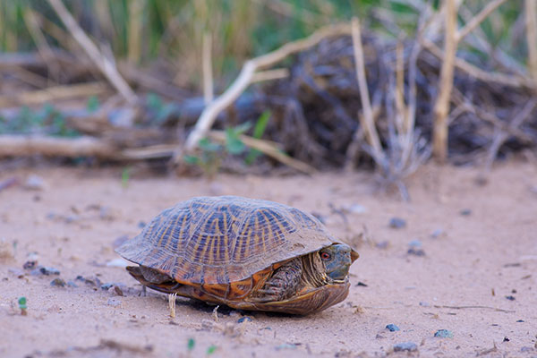 Desert Box Turtle (Terrapene ornata luteola)